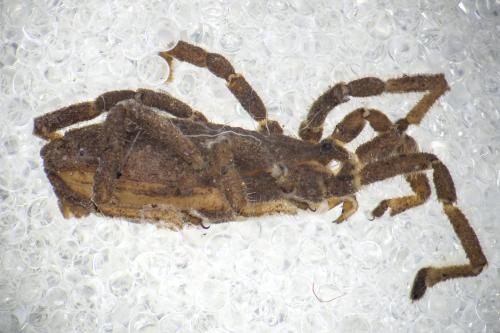 Calathocratus sinuosus